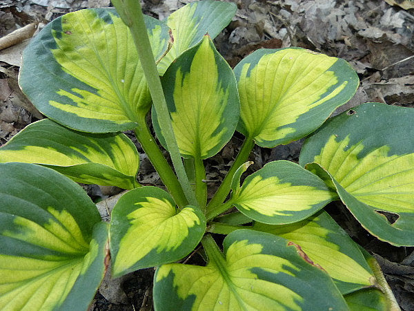 Pocketful Of Sunshine Hosta Plants online shopping