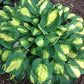 Warwick Comet Hosta Plants online shopping