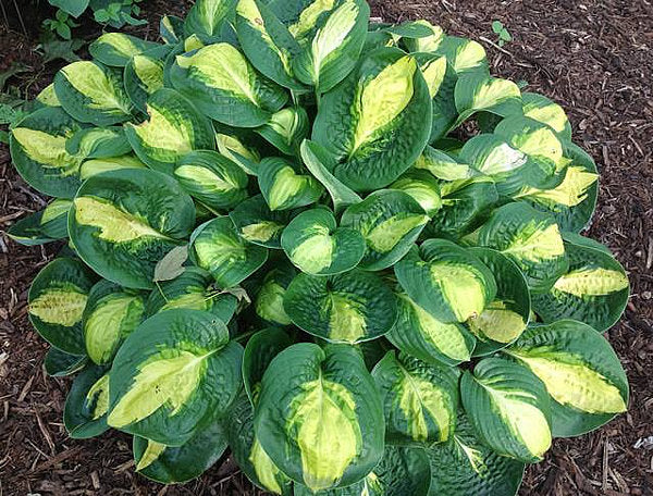 Warwick Comet Hosta Plants online shopping