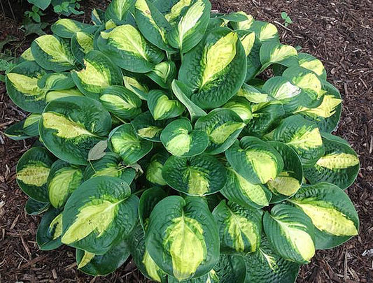 Warwick Comet Hosta Plants online shopping