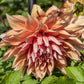 Sherwood’s Peach Dahlia