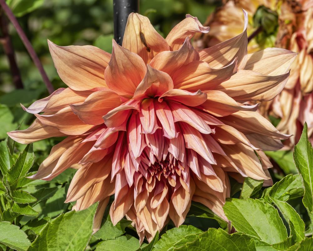 Sherwood’s Peach Dahlia
