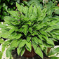 Little White Lines Hosta Plants online shopping