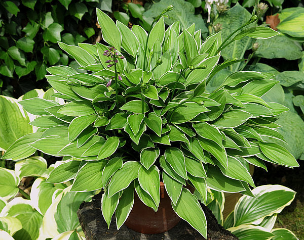Little White Lines Hosta Plants online shopping