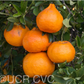 Richard's Special Mandarin Budwood citrus plant material online shopping