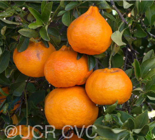 Richard's Special Mandarin Budwood citrus plant material online shopping