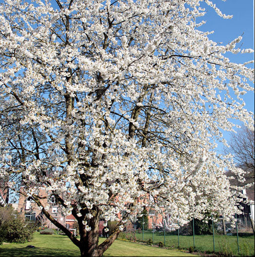 Stella® Sweet Cherry