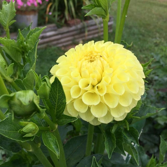 Clearview Daniel Dahlia