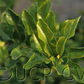 Citrus Hystrix Kaffir Lime Papeda Budwood citrus plant material online shopping