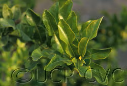 Citrus Hystrix Kaffir Lime Papeda Budwood citrus plant material online shopping