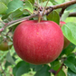 Snow Sweet® Apple Tree