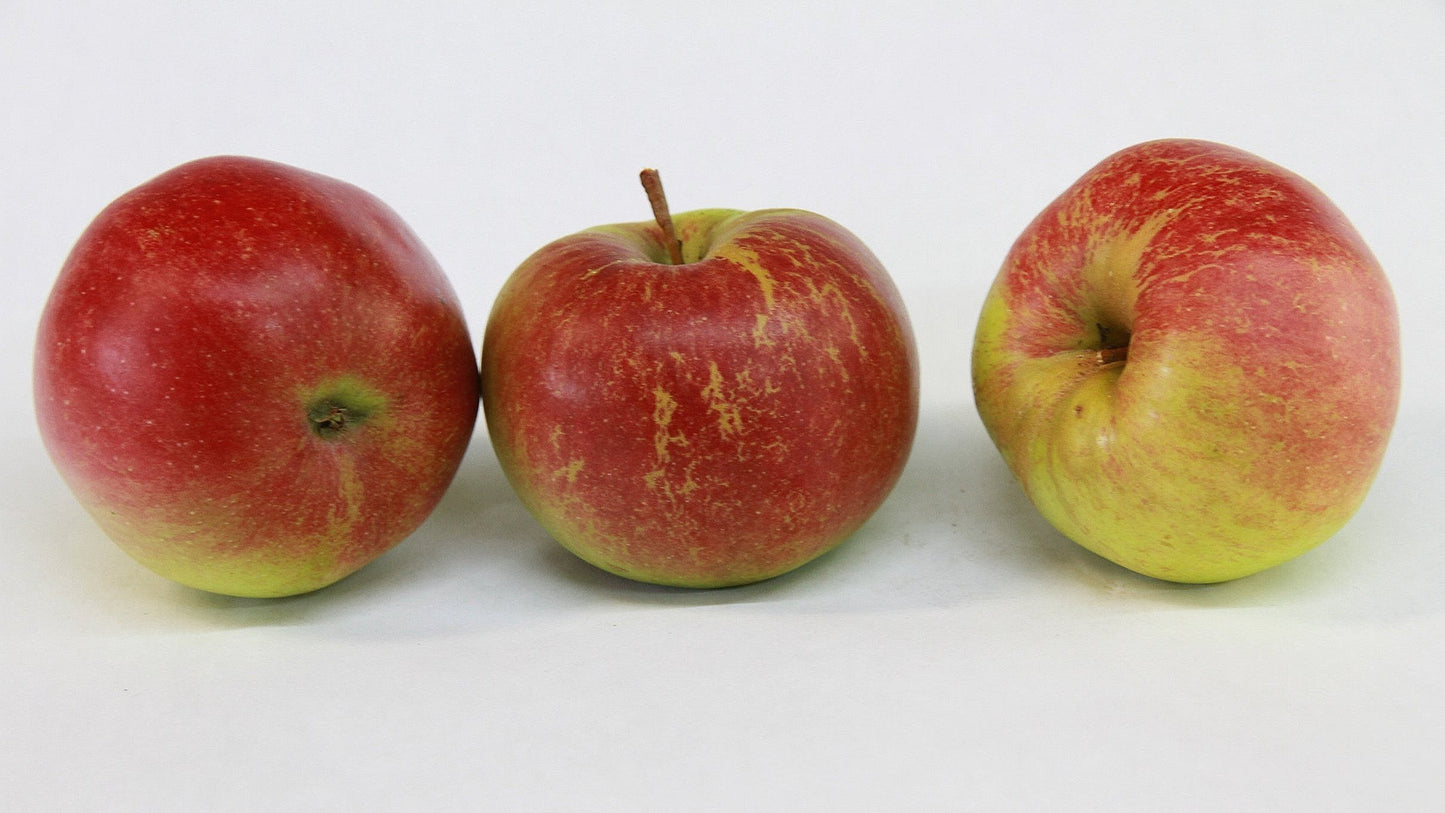 Sandow Heirloom Apple