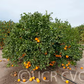 Skaggs Bonanza Navel Orange Budwood citrus plant material online shopping