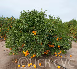 Skaggs Bonanza Navel Orange Budwood citrus plant material online shopping