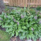 Hosta clausa Plants online shopping