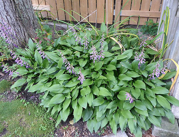 Hosta clausa Plants online shopping