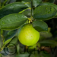 Bearss Lime Budwood citrus plant material online shopping