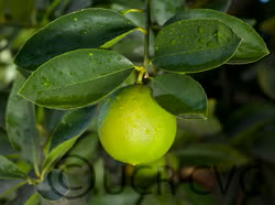 Bearss Lime Budwood citrus plant material online shopping