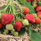 Darselect Mid Season Strawberry