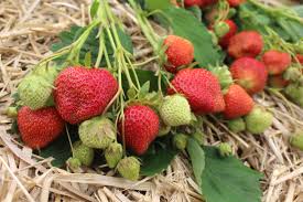 Darselect Mid Season Strawberry