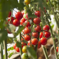 Sakura Organic Tomato