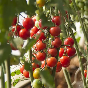 Sakura Organic Tomato