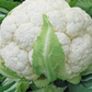 Skywalker F1 Organic Cauliflower
