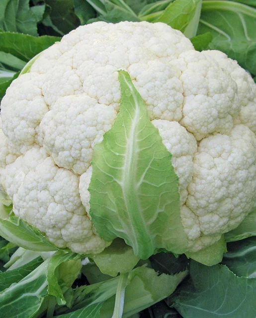 Skywalker F1 Organic Cauliflower