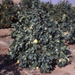 Reinking Pummelo Budwood citrus plant material online shopping