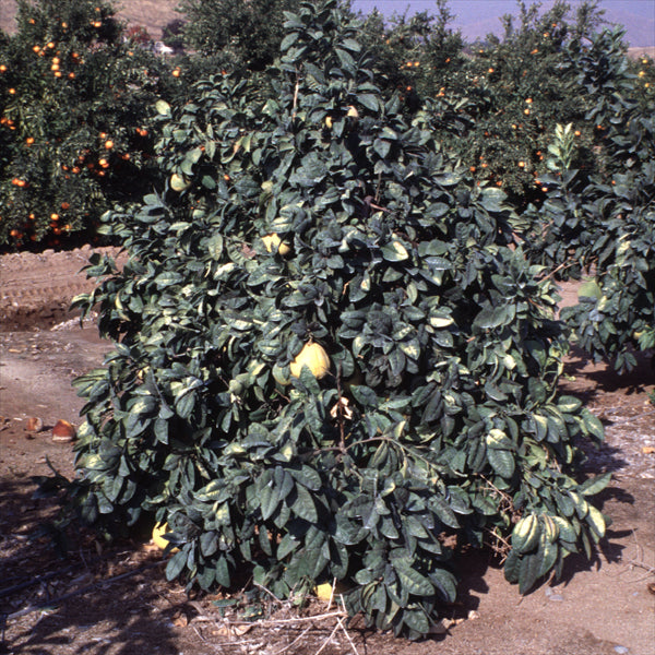 Reinking Pummelo Budwood citrus plant material online shopping