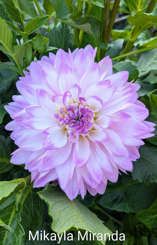 Mikayla Miranda Dahlia