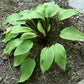 Suzanne Mahler Hosta Plants online shopping