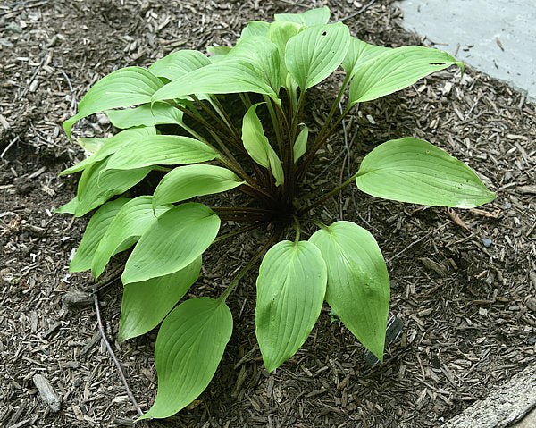 Suzanne Mahler Hosta Plants online shopping