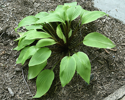 Suzanne Mahler Hosta Plants online shopping