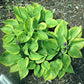 Hawkeye Hosta Plants online shopping