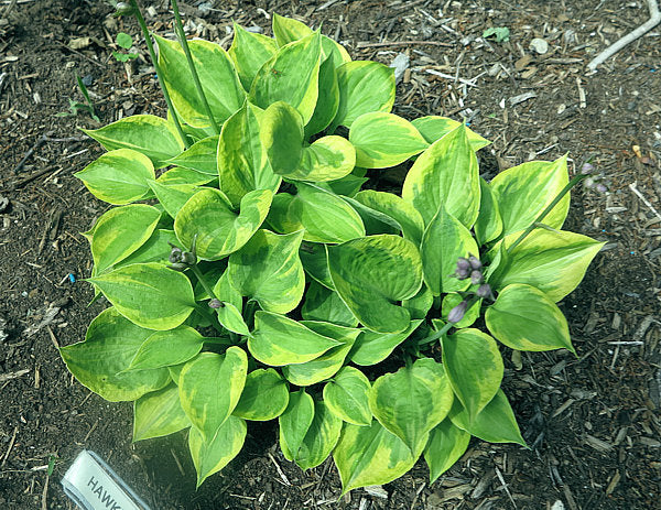 Hawkeye Hosta Plants online shopping