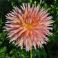 Shaggy Chic Dahlia