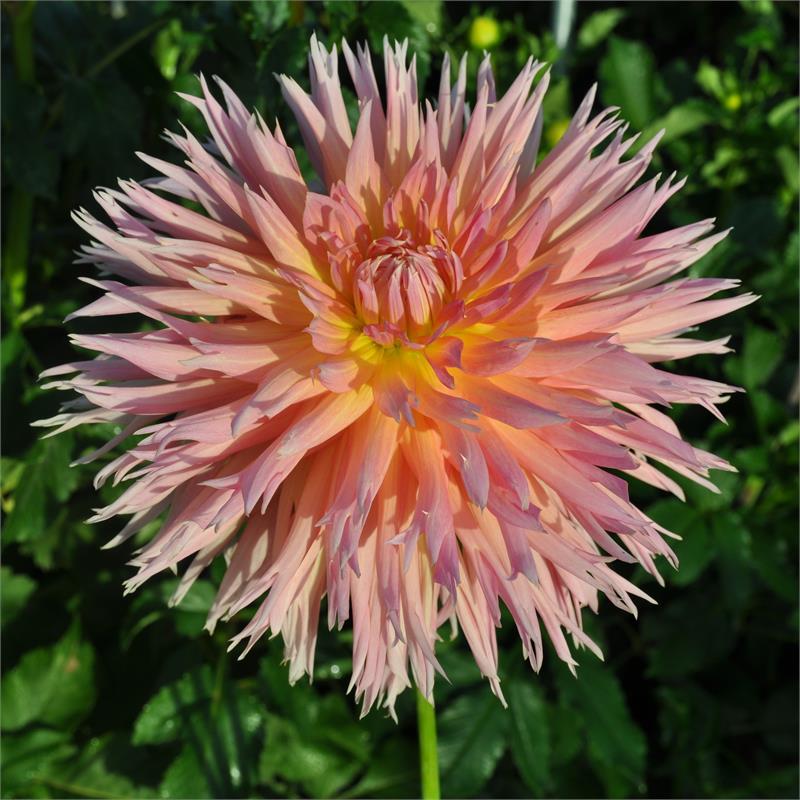 Shaggy Chic Dahlia