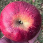 Wolf River Heirloom Biggest Apple 