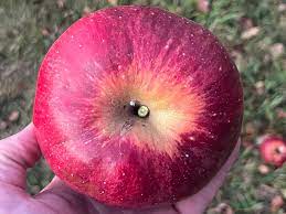 Wolf River Heirloom Biggest Apple 