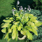 Moonlight Hosta Plants online shopping