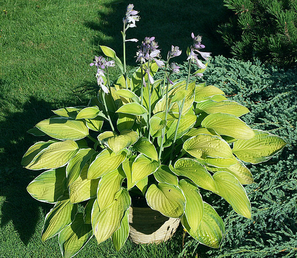 Moonlight Hosta Plants online shopping