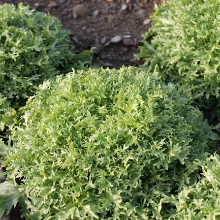 Benefine Organic Chicory