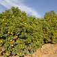 Brazilian Sour Orange Seed citrus plant material online shopping