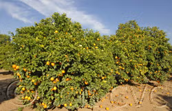 Brazilian Sour Orange Seed citrus plant material online shopping