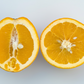 Robertson Navel Orange Budwood citrus plant material online shopping