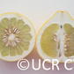 Reinking Pummelo Budwood citrus plant material online shopping