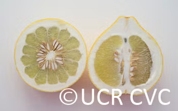 Reinking Pummelo Budwood citrus plant material online shopping