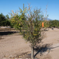 US-852 Citrandarin Trifoliate Hybrid Budwood citrus plant material online shopping