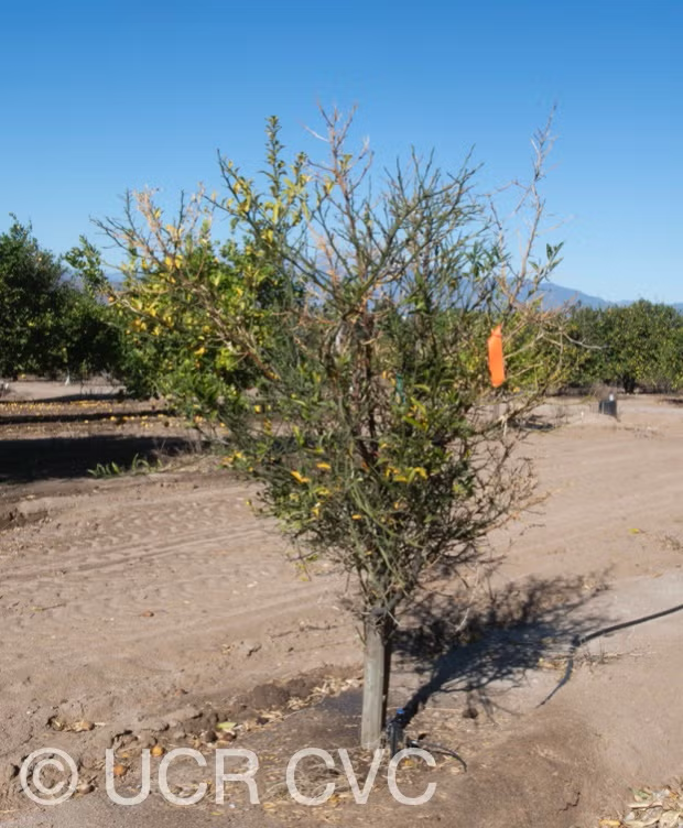US-852 Citrandarin Trifoliate Hybrid Budwood citrus plant material online shopping